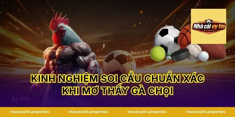 Kinh nghiệm soi cầu chuẩn xác khi mơ thấy gà chọi